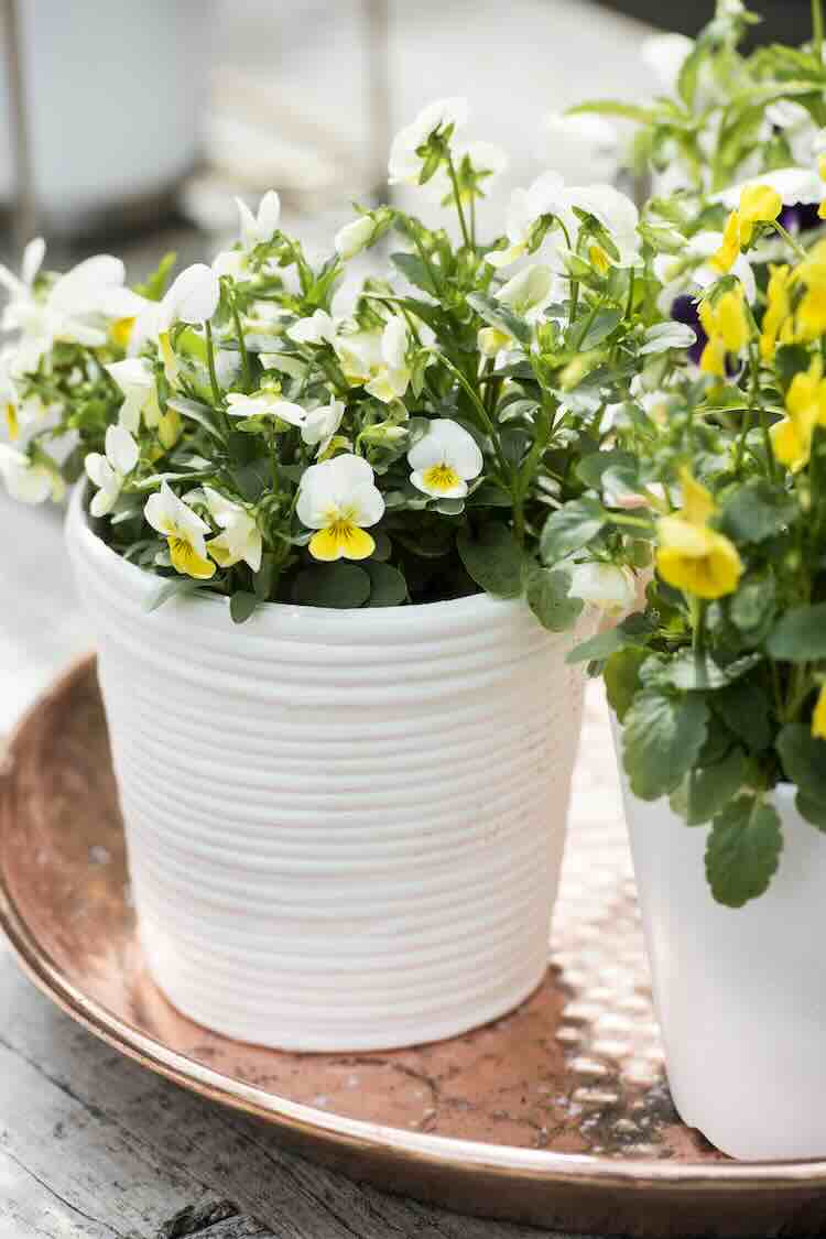 viooltjes-in-pot violen