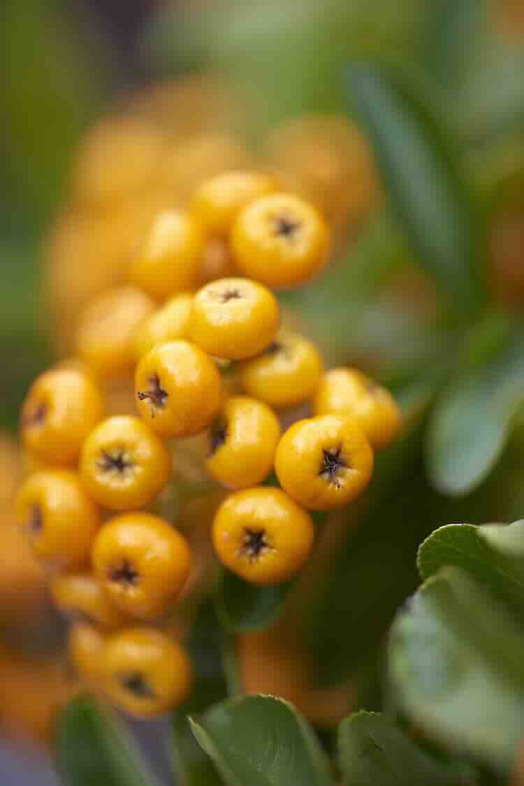 vuurdoorn Pyracantha