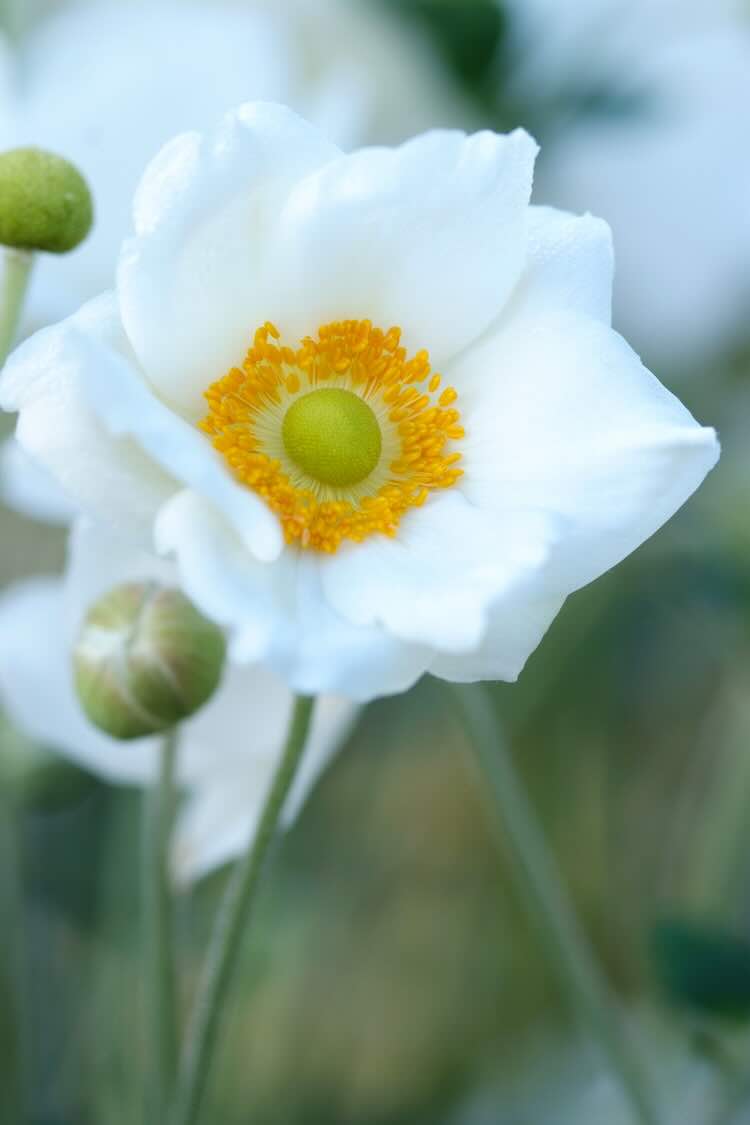 witte-herfstanemoon anemoon