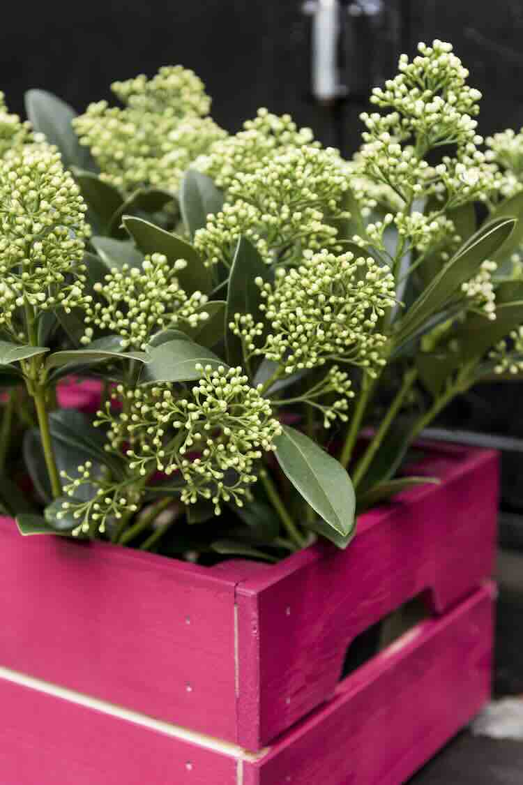 witte-skimmia Wat heeft de nazomer voor ons in petto?