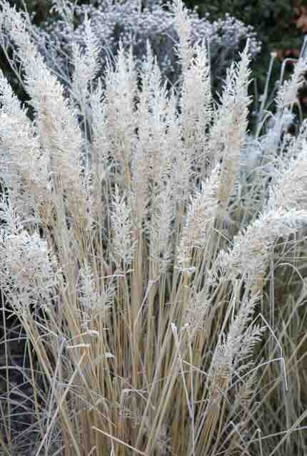Laat je wintertuin schitterende met vaste planten