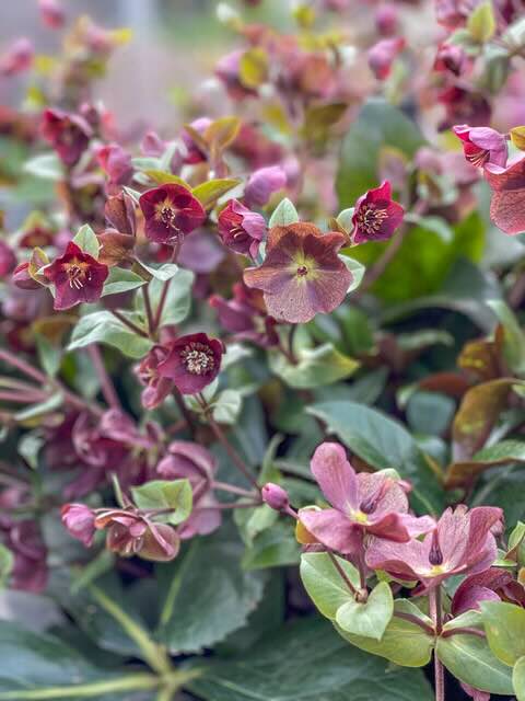 Laat je wintertuin schitterende met vaste planten