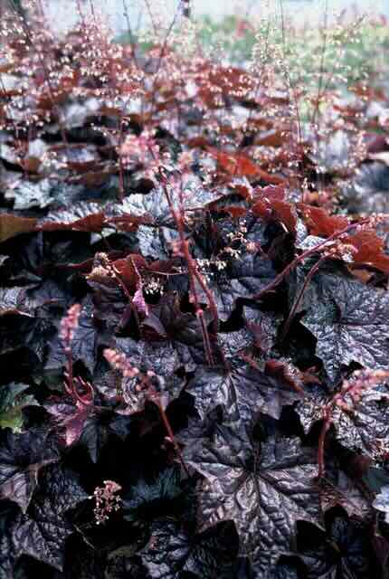 Laat je wintertuin schitterende met vaste planten