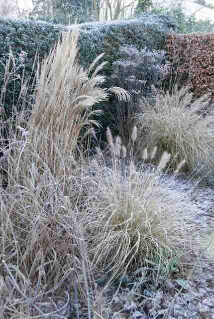 Laat je wintertuin schitterende met vaste planten