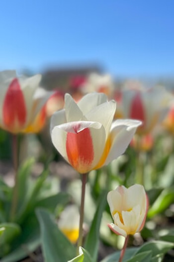 botanische tulp abanda lentefeest