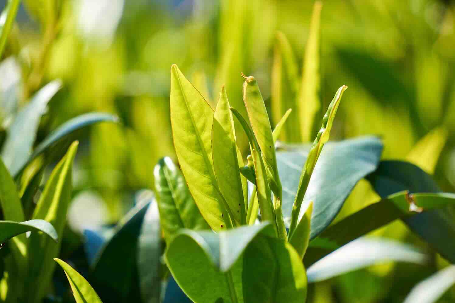 Is Portugese laurier geschikt voor kleine tuinen?