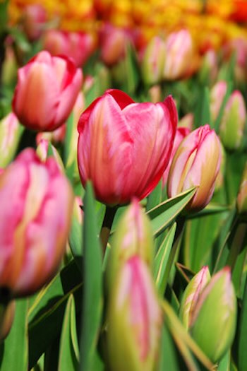 darwin hybride tulp impression tulpenschoonheid