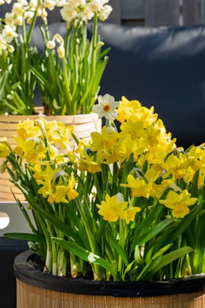 Trend 2022_Fresh Start_Outdoor Spring vroege voorjaar