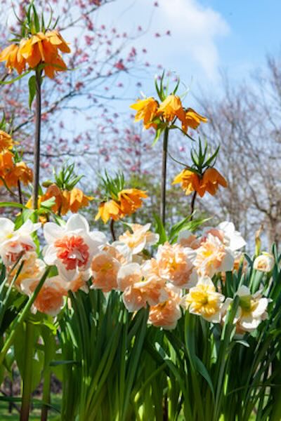 Trend 2024_Meaningful Earth Outdoor Spring Jarenlang lenteplezier van narcissen