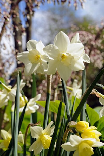 Narcissus Pueblo Jarenlang lenteplezier van narcissen