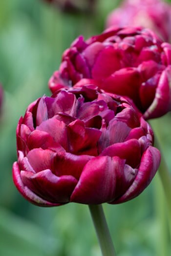 dubbele late tulp black hero late tulp