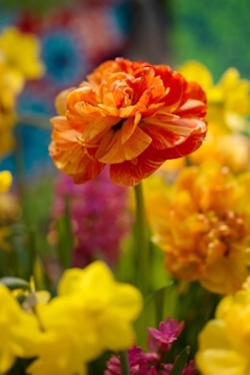 Trend fotografie 2009 tulipa