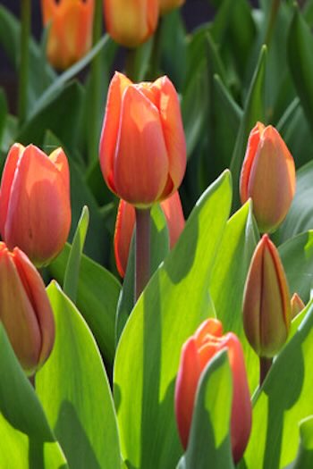 enkele late tulp, generaal de wet late tulpen