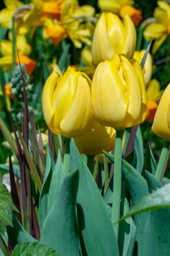Tulipa Strong GoldNarcissus Maria tulipa