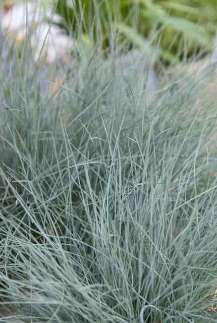 Laat je wintertuin schitterende met vaste planten