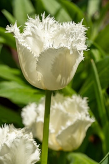 gefranjeerde tulp honeymoon zoveel tulpenbloemen