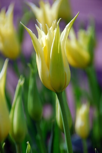lelietulp Macarena tulpenbloemen