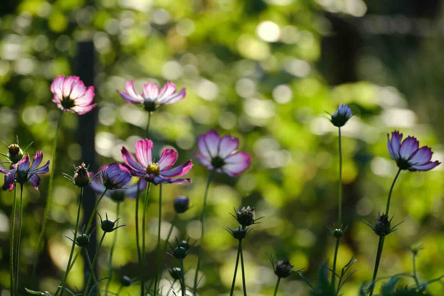 pexels-szafran-33070656-planten Emelten in je tuin? Zo pak je ze natuurlijk aan