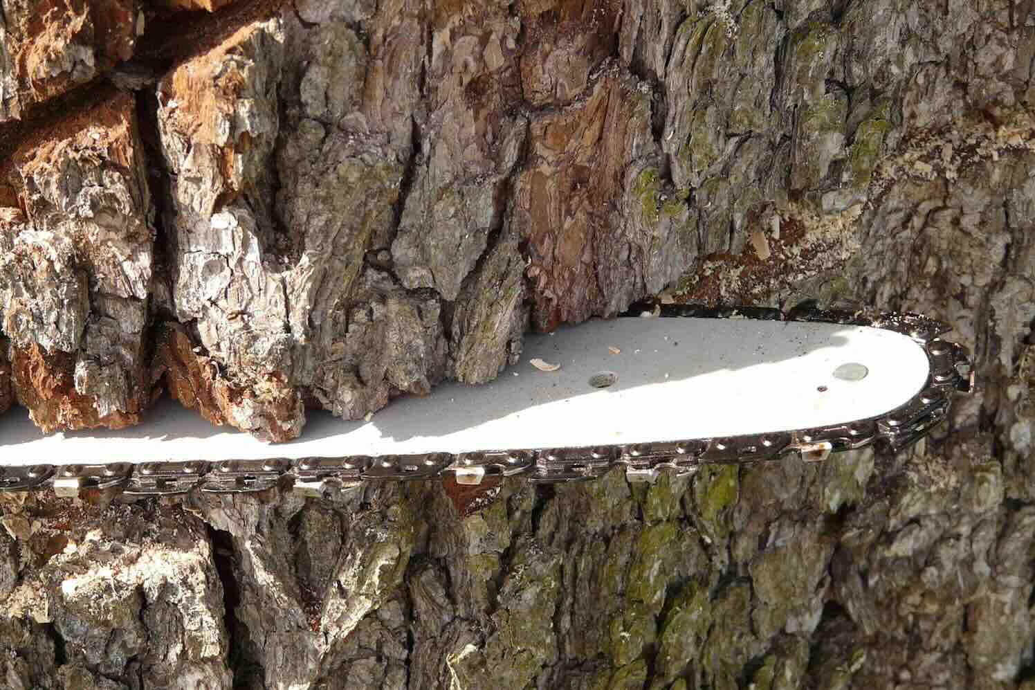 Hoe houd je je bomen netjes en onder controle voor de winter?