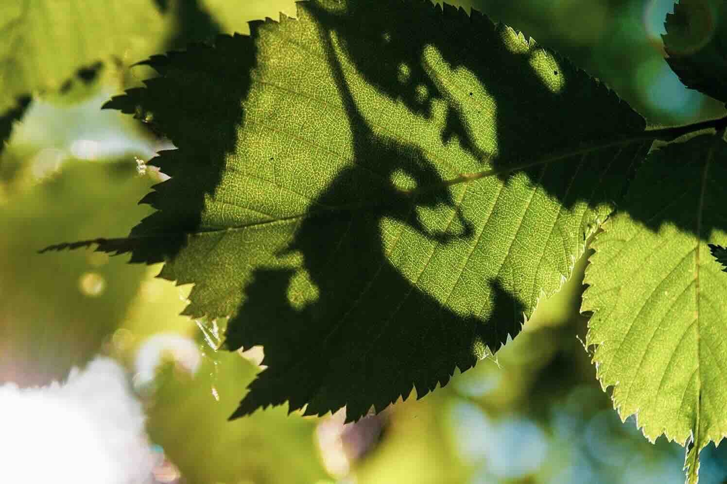 Hoe houd je je bomen netjes en onder controle voor de winter?