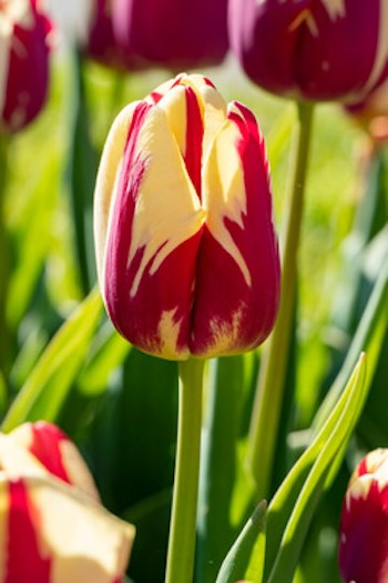 truimph tulp grand perfection tulpenschoonheid
