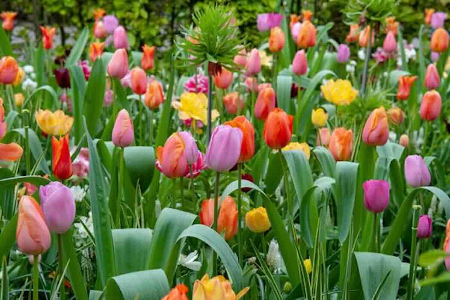 Zoveel tulpen, welke zou je in je tuin willen