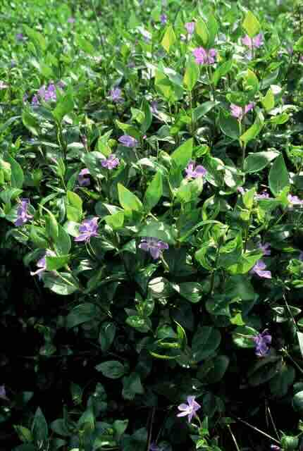 De wintertuin: mooi in koude maanden