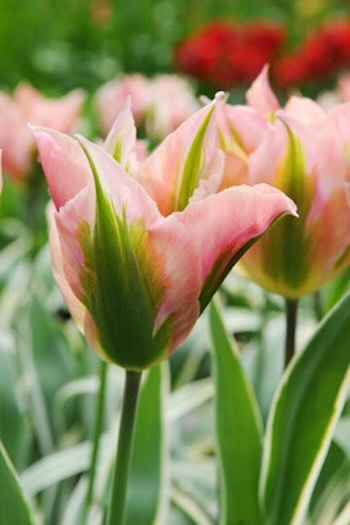 viridifloratulp China Town tulpenbloemen