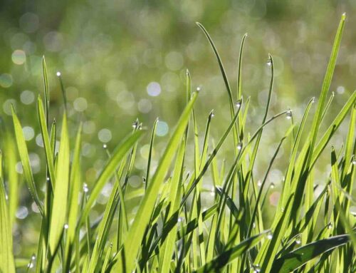 Dit moet je weten over gazononderhoud