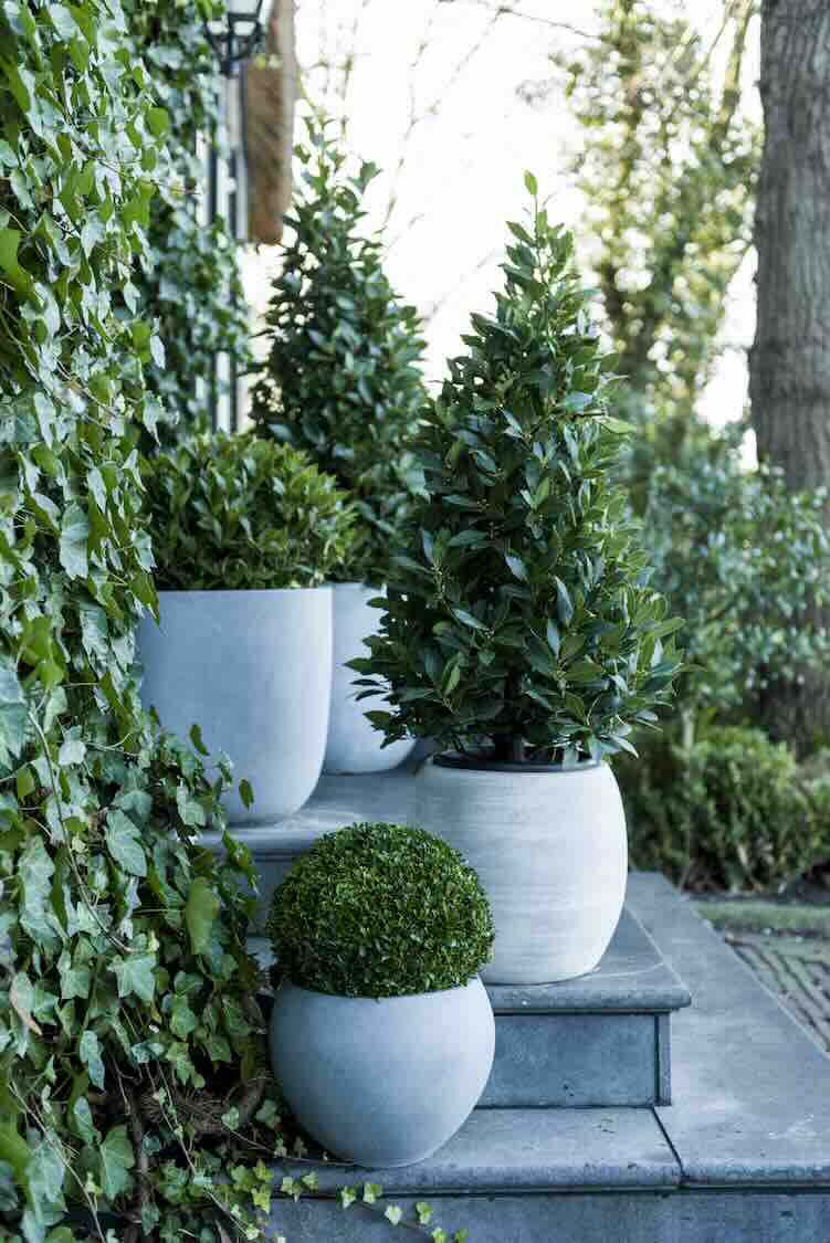 groene-winter-tuin-01 fraaie groenblijvers