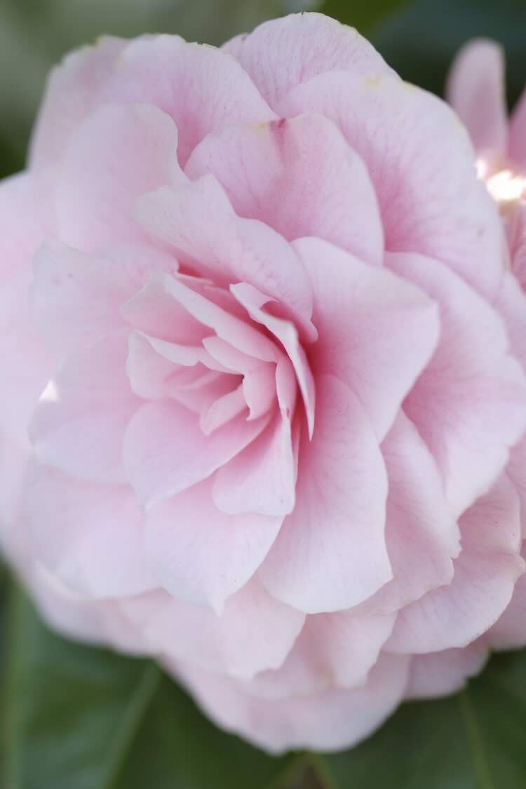 groene-wintertuin-03 Winterse pottenborder maakt van je wintertuin een plaatje