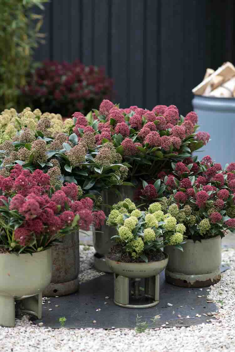 groene-wintertuin-04 Winterse pottenborder maakt van je wintertuin een plaatje