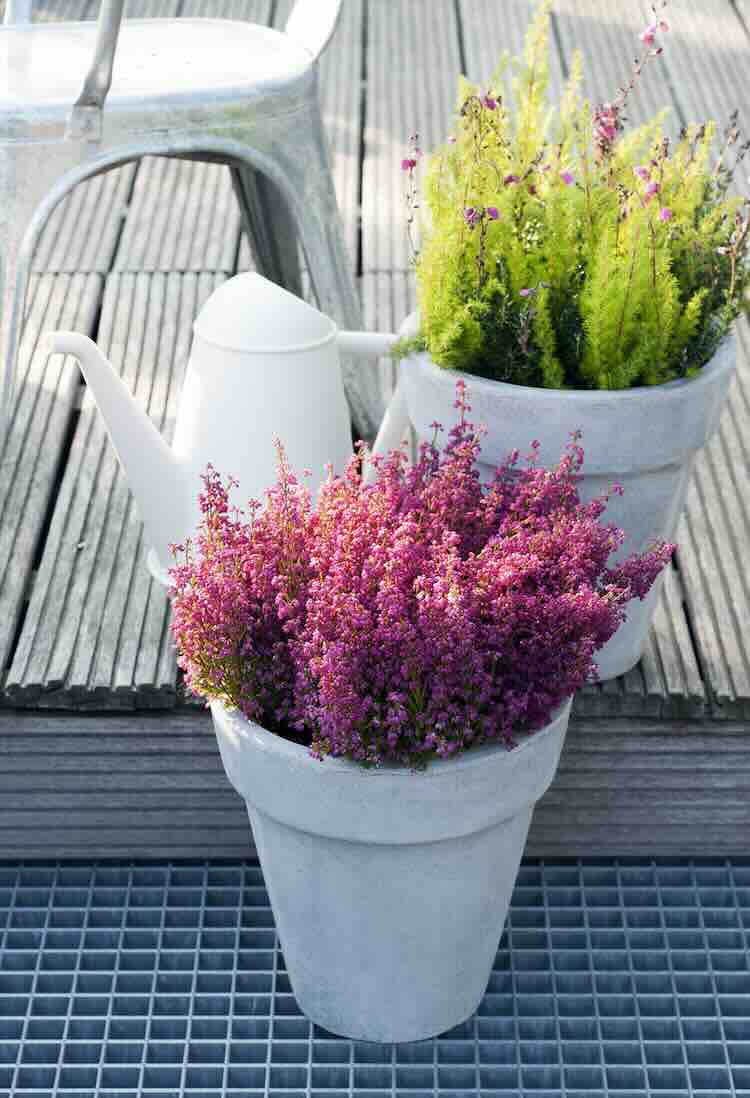 groene-wintertuin-05 Winterse pottenborder maakt van je wintertuin een plaatje