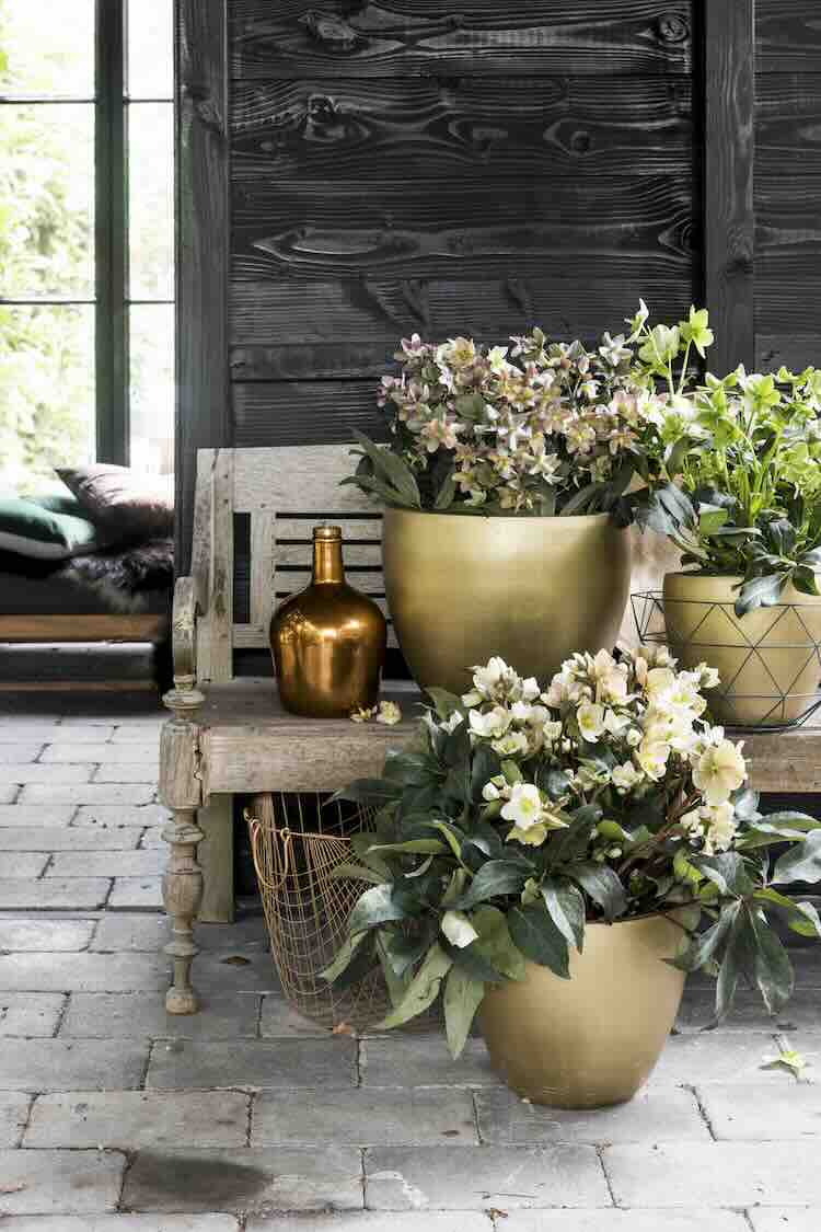 groene_wintertuin_02 kerstroos in gouden pot