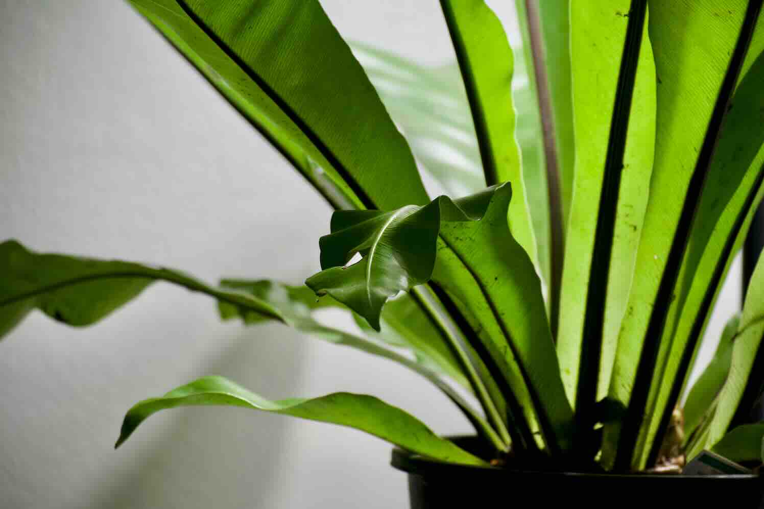 Groen kantoor: duurzame kantoorinrichting, gezonde werkplek