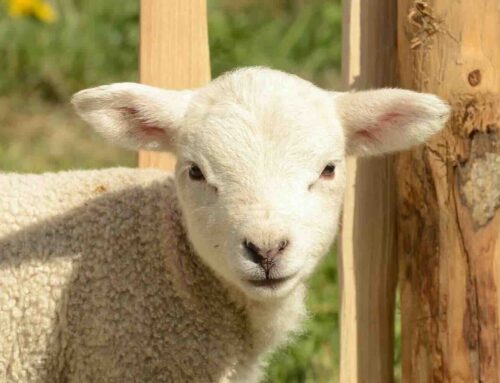 Het belang van kwalitatieve schapenhekken voor veilige weides