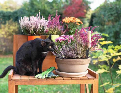 Zo maak je je tuin huisdiervriendelijk met Petsgifts