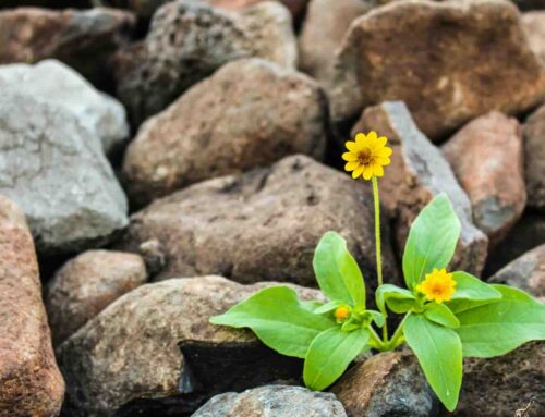 Waarom een zwerfkei jouw tuin tot leven brengt