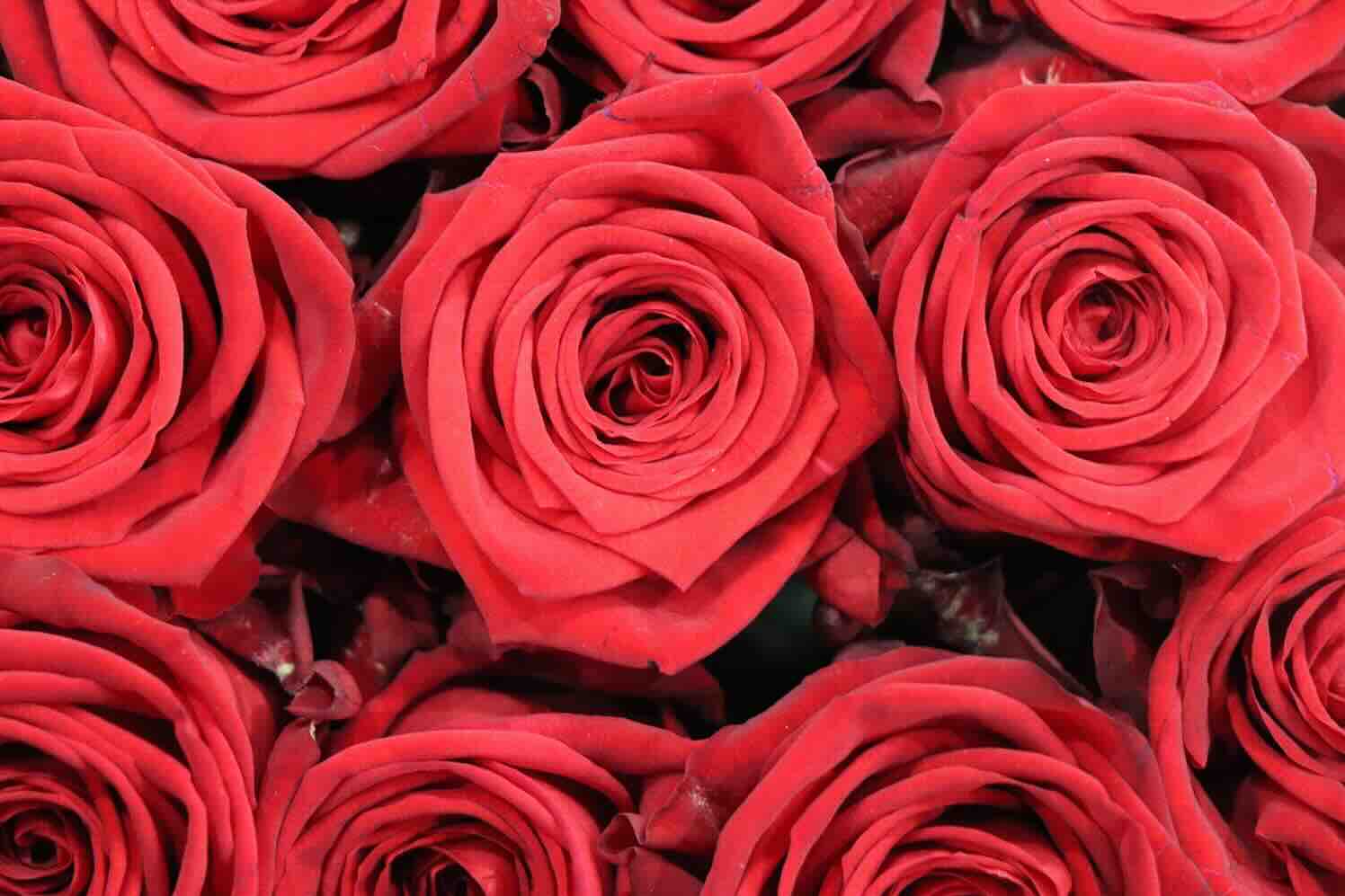 roses-rode-rozen De stille taal van sprekende bloemen