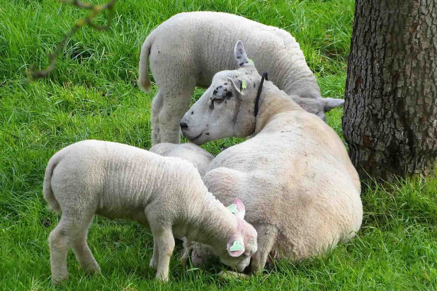 sheep-schapenwei Het belang van kwalitatieve schapenhekken voor veilige weides