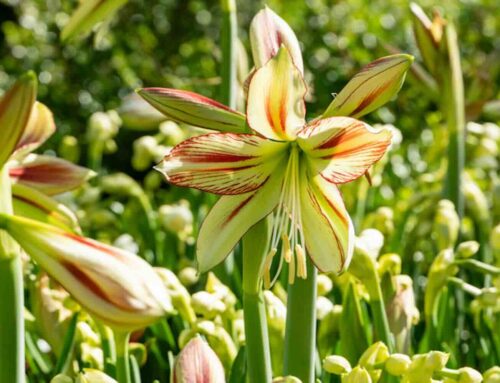 De bijna tropische uitstraling van de Amaryllis