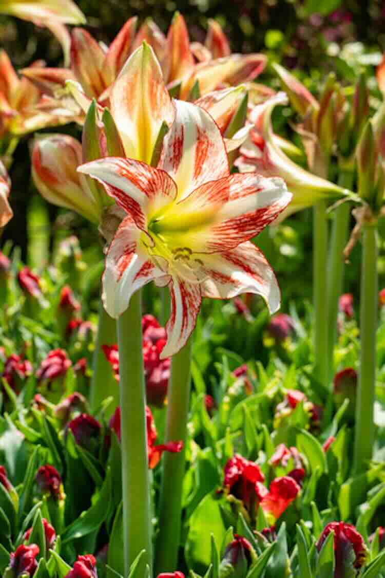 tuinplant amaryllis-04 Hippeastrum