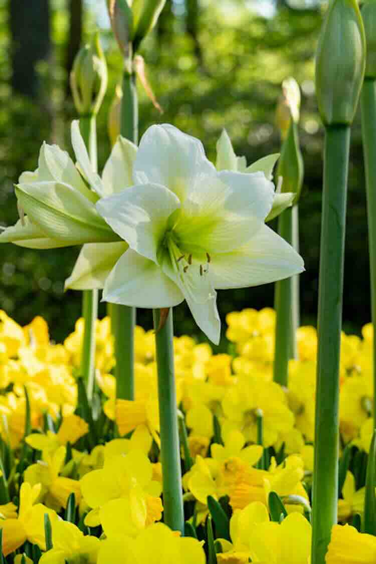 tuinplant amaryllis-05 De bijna tropische uitstraling van de Amaryllis
