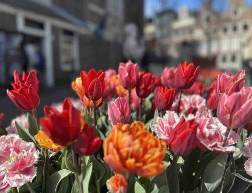 Tulp Festival 2026 geeft kleur aan Amsterdam