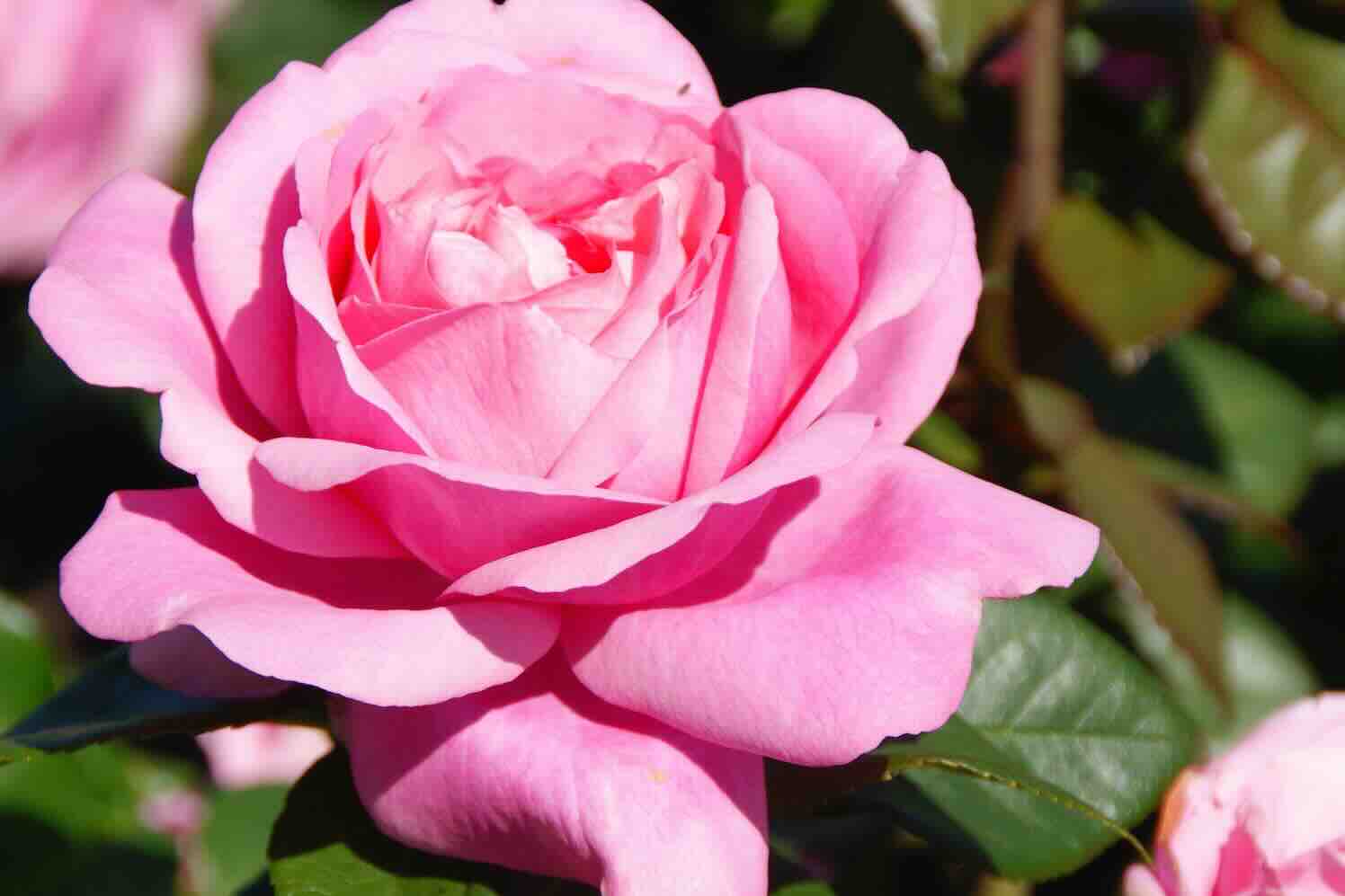 theehybride, Excellence Roses 2025