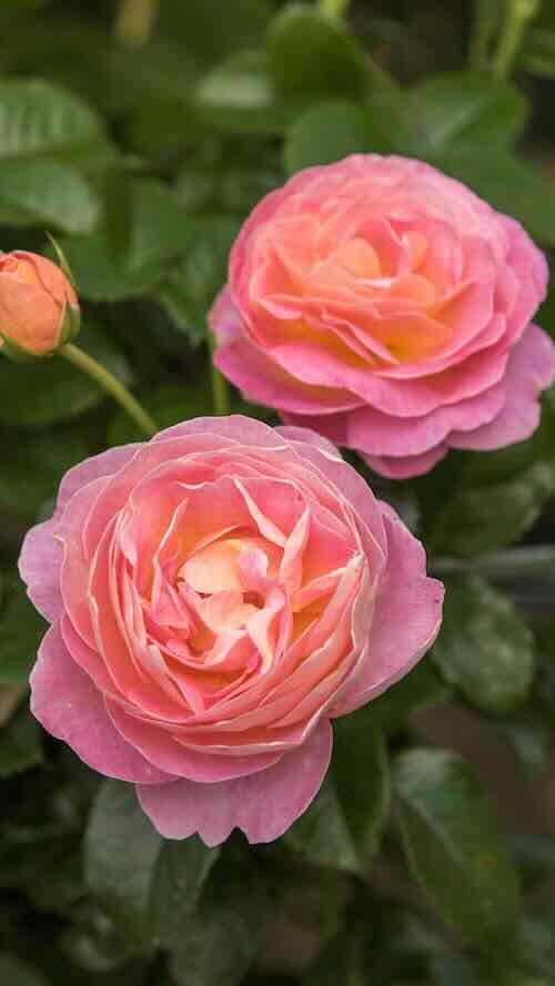 Dornburger Schlossrose