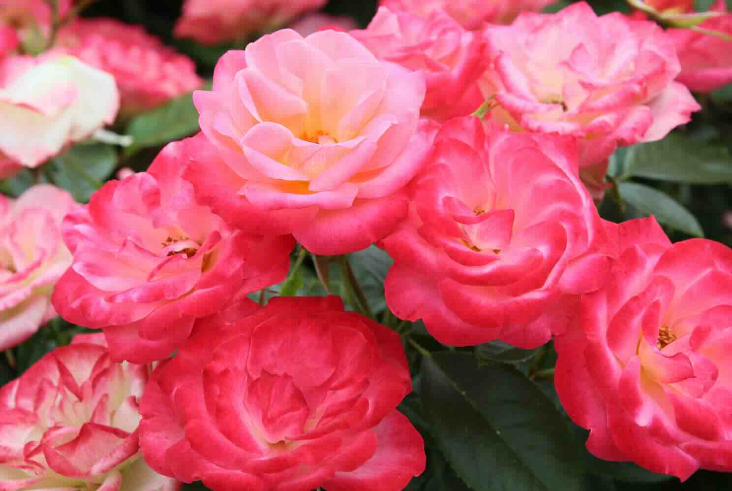 floribundaroos