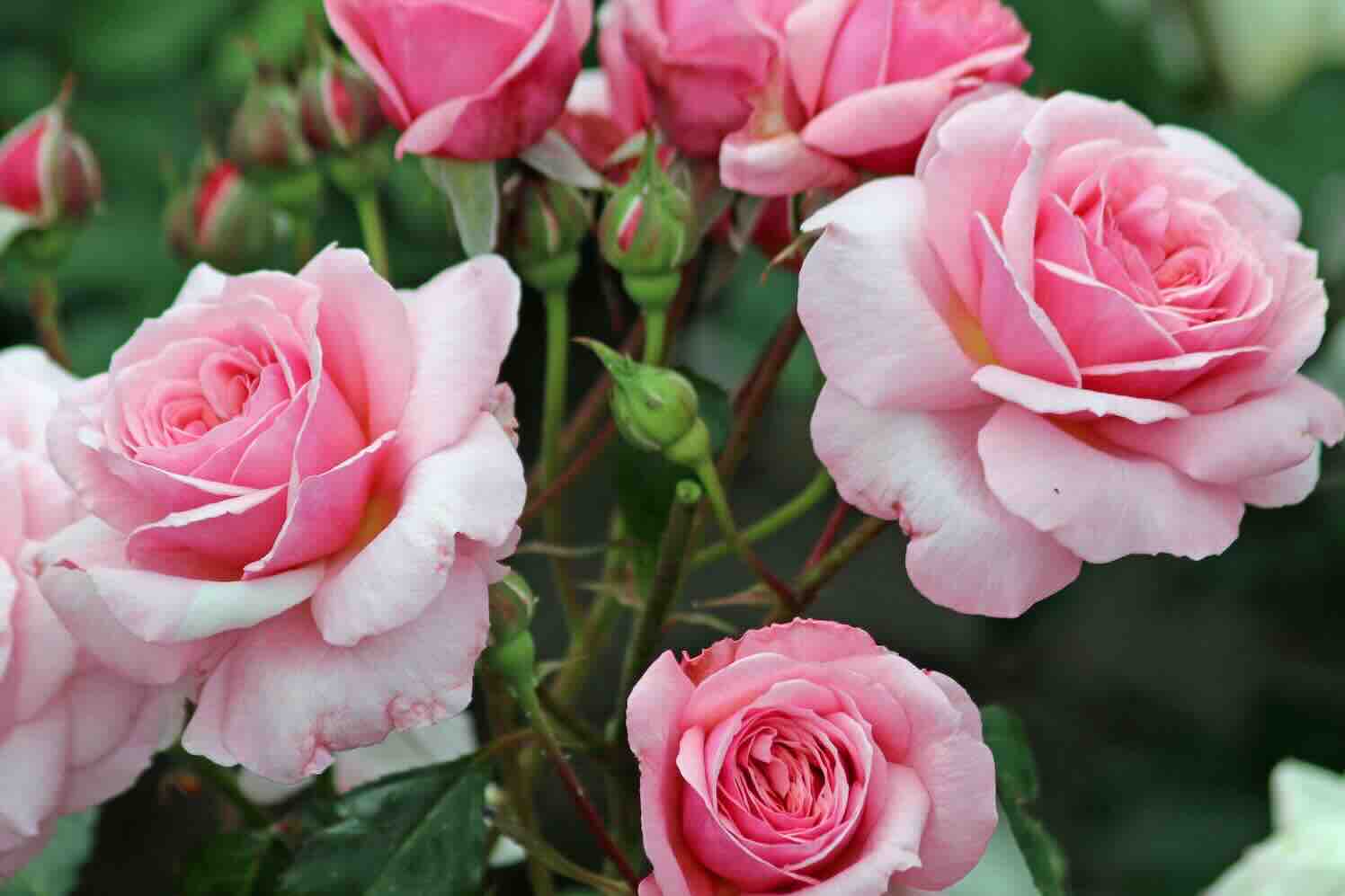 Eeuwige Passie/Eternal passion/passion for ever (‘Viskavepas’)