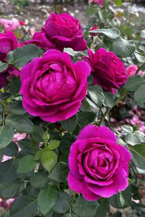 Excellence Roses 2025