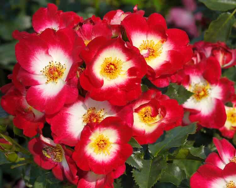 floribundaroos